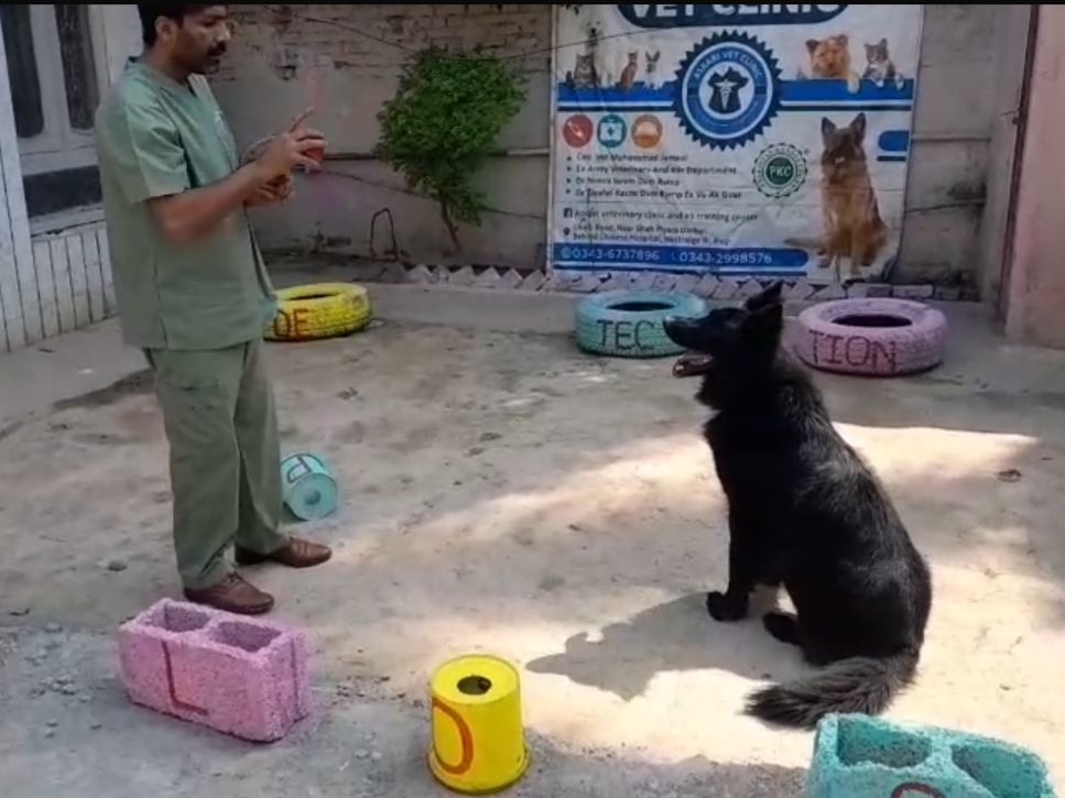 dog training